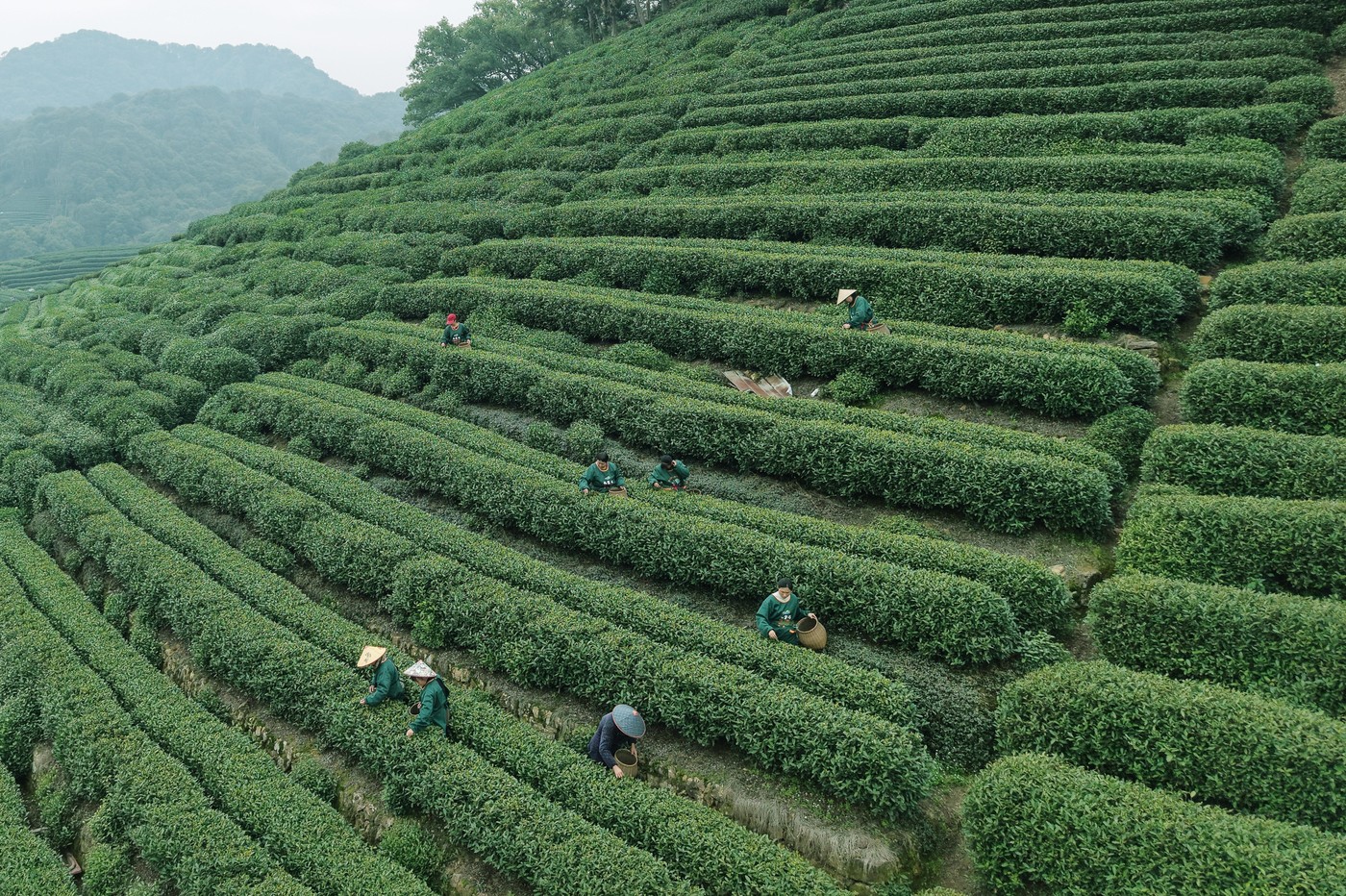 Longjing čaj