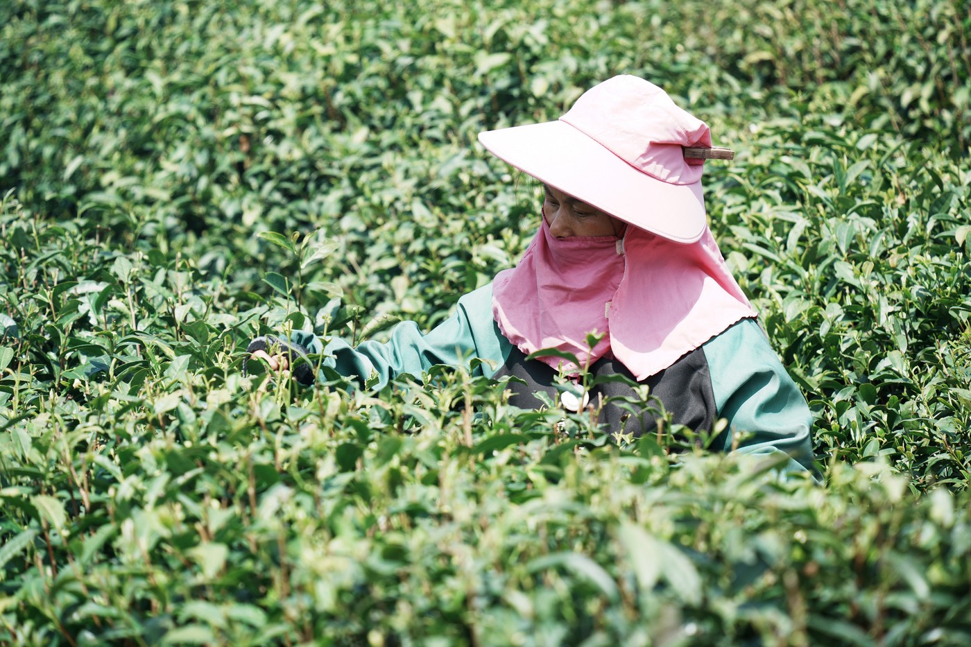Longjing čaj