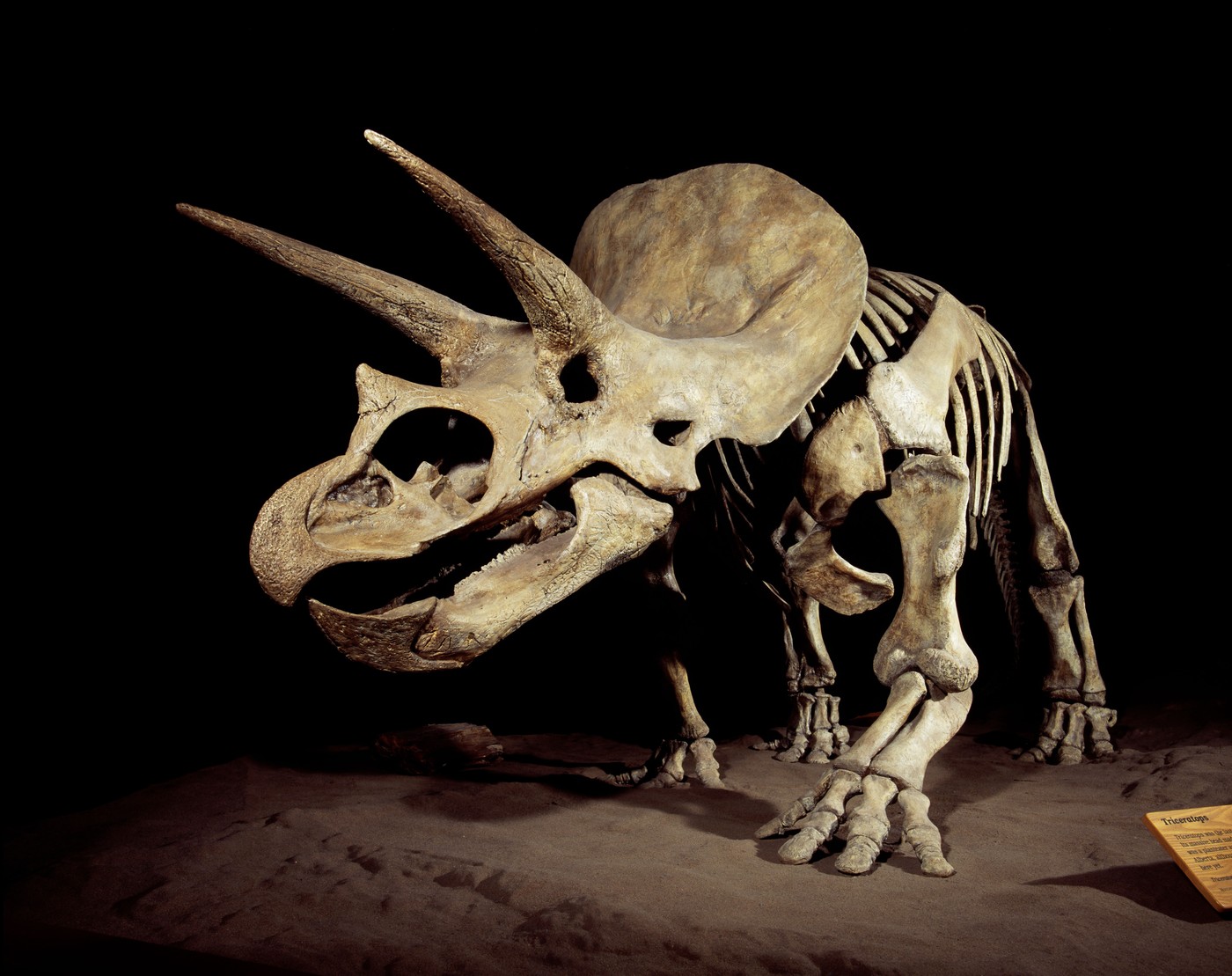 Okostje dinozavra