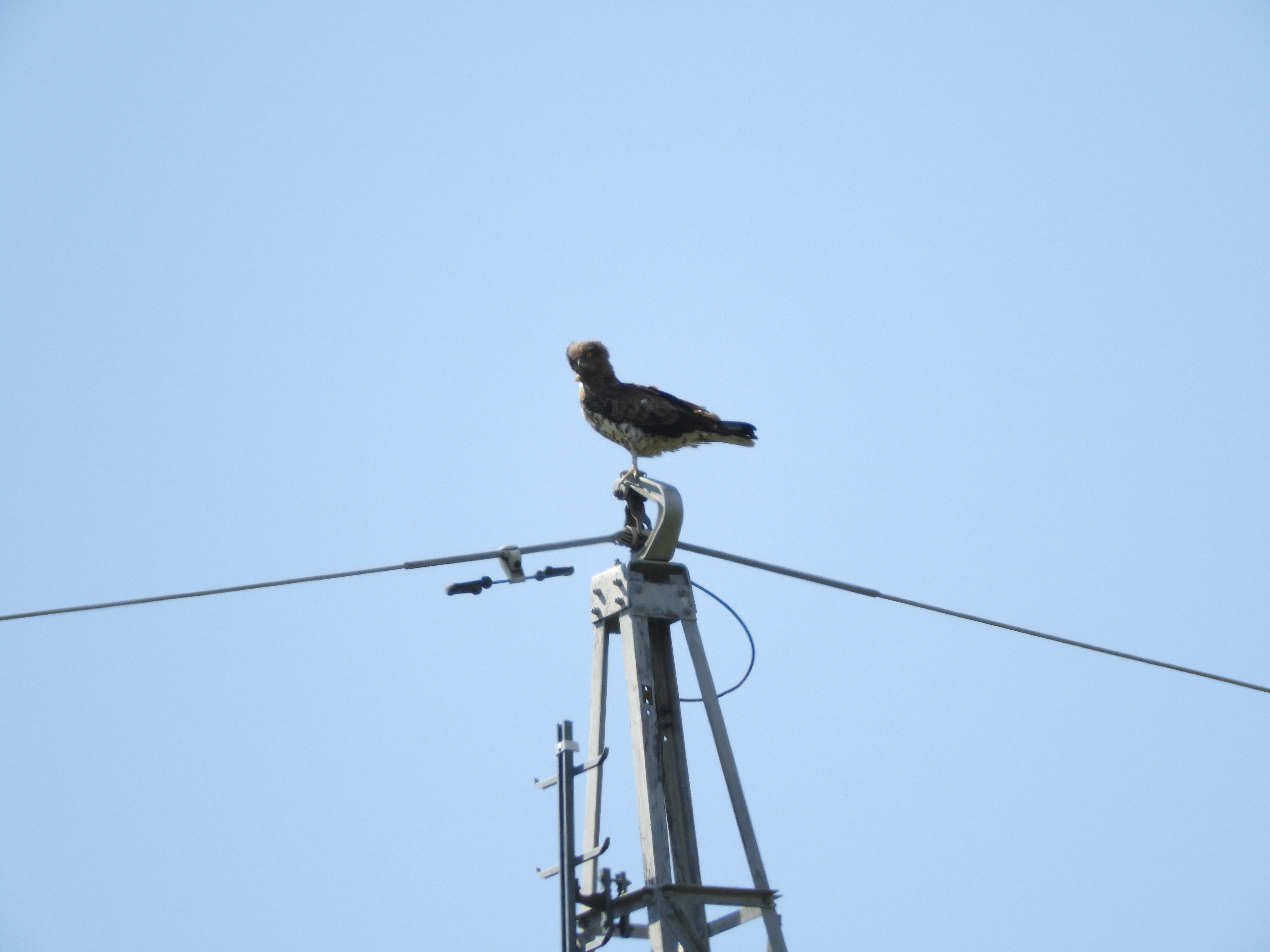 Ljubljana.Mladega kacarja Burjo, ogrozeno vrsto orla, ki se je izvalil v Sloveniji, je med selitvijo v Turciji ubila elektrika daljnovoda.Foto: Drustvo za opazovanje in proucevanje ptic Slovenije