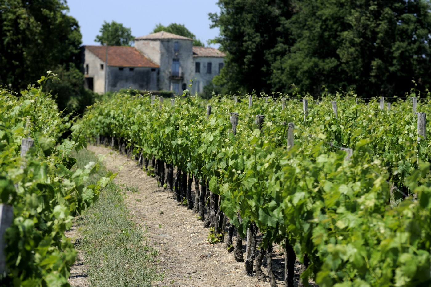 Vinogradi v Bordeauxu