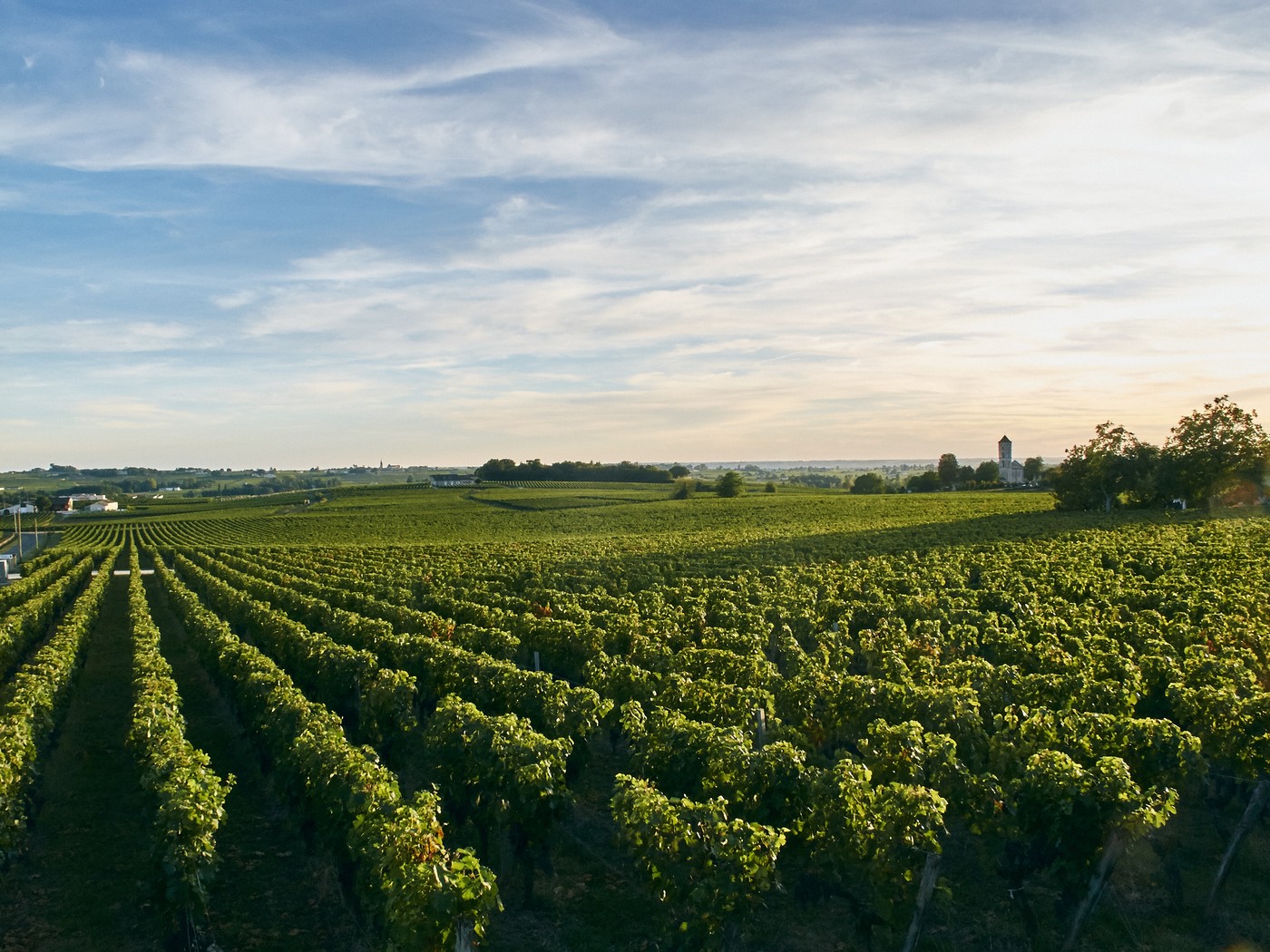 Vinogradi v Bordeauxu
