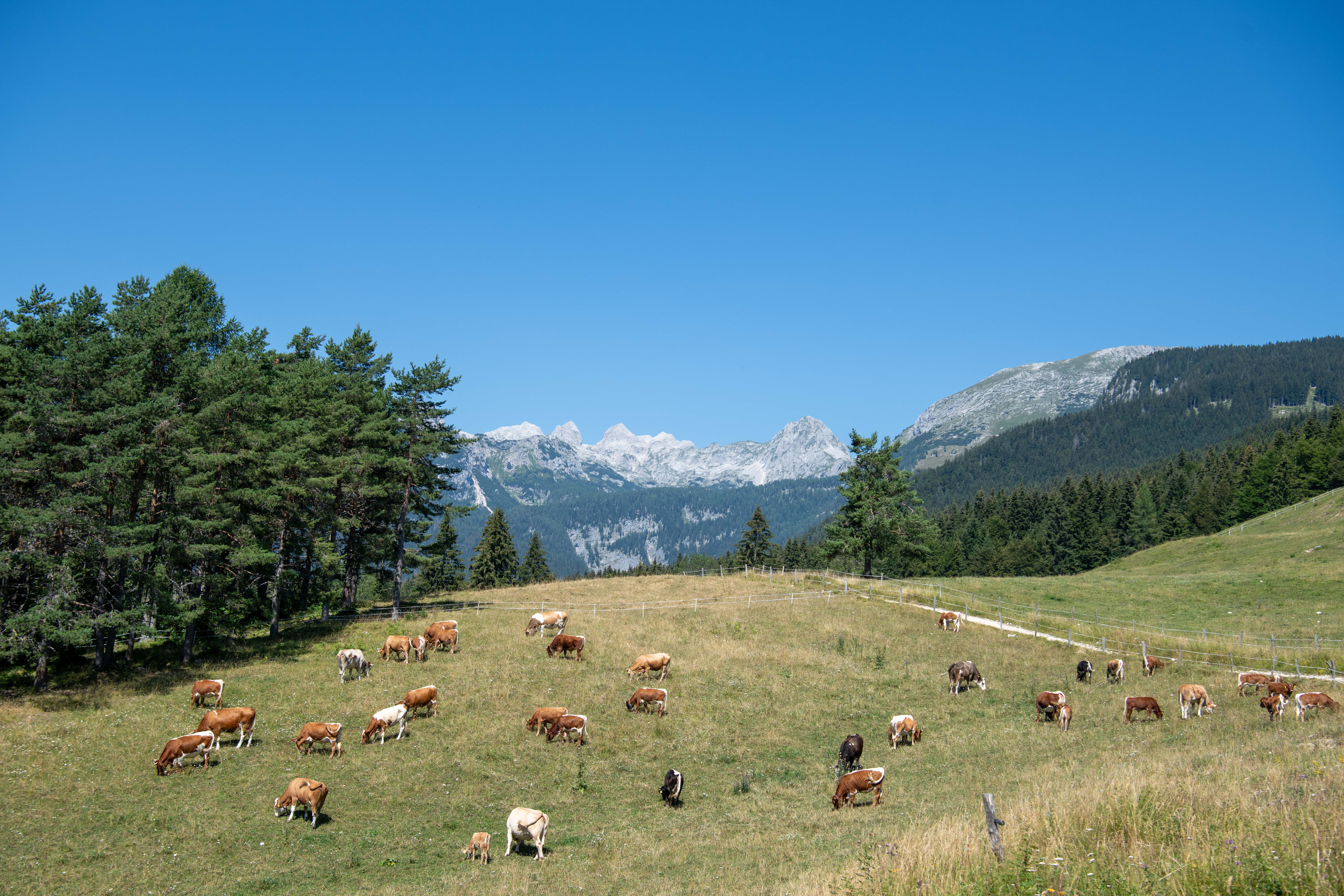 Uskovnica, planina, govedo, Bohinj