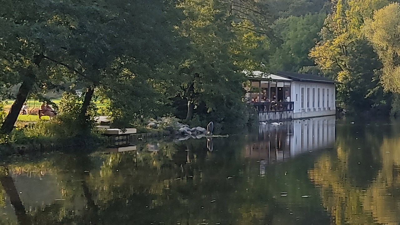 Kip rib v Tivolskem ribniku