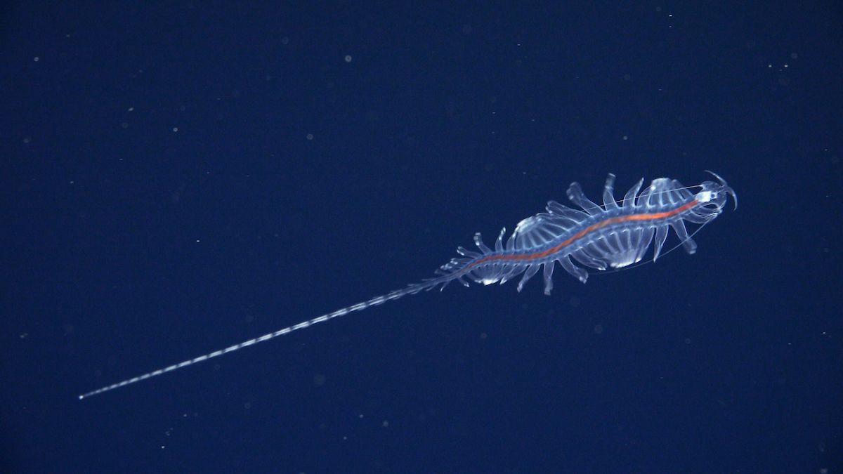 Nova vrsta iz rodu Tomopteris, v angleščini imenovanih gossamer worms, kar bi lahko prevedli kot prosojni pelagični mnogoščetinci ali prosojni morski črvi. Te živali živijo vse od območja tik pod morsko gladino, do globin, večjih od 4000 metrov. O njihove