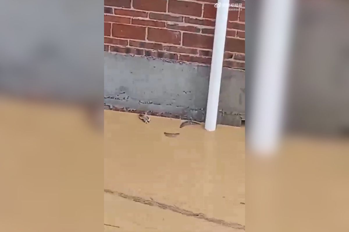 Kače na Kitajskem