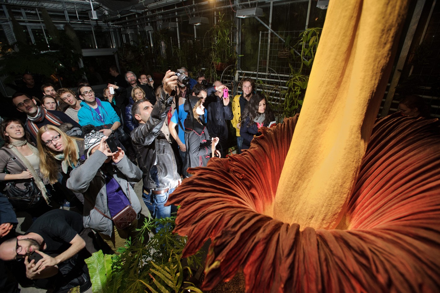 Titan Arum