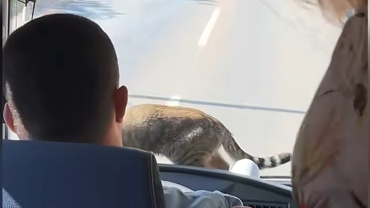 mačka na avtobusu za Tuzlo