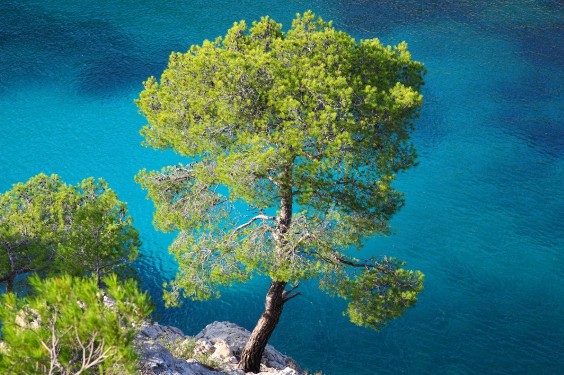 Alepski bor pinus halepensis