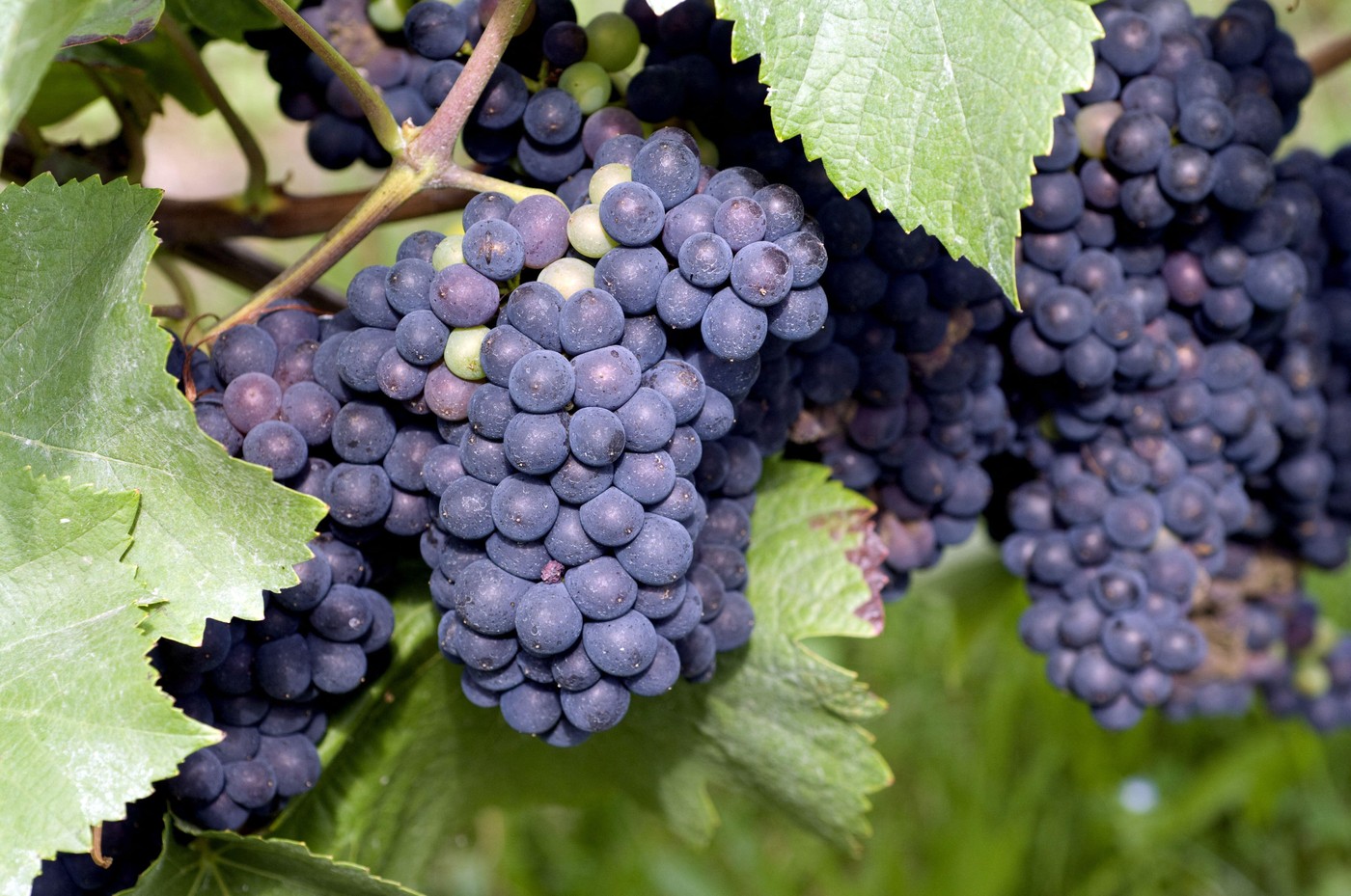 grozdje modri pinot