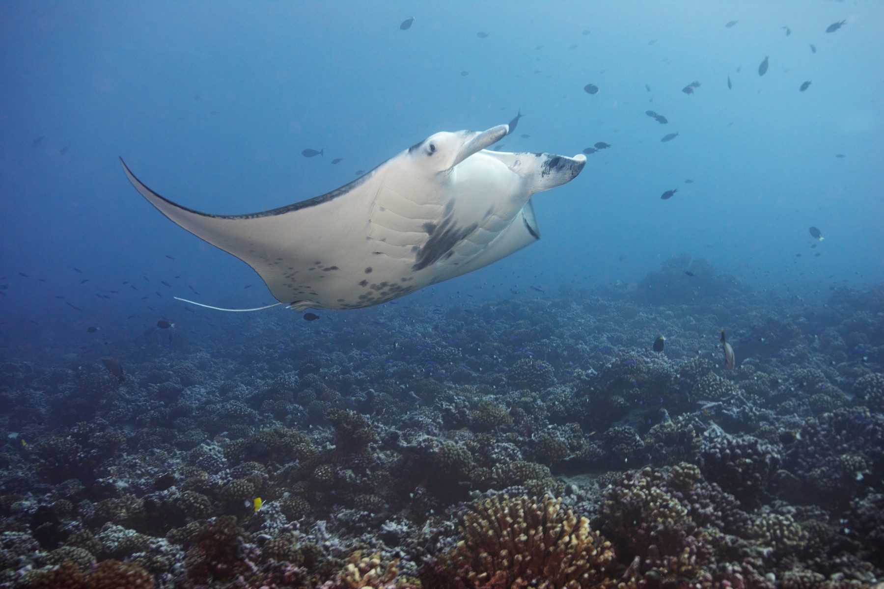 Manta