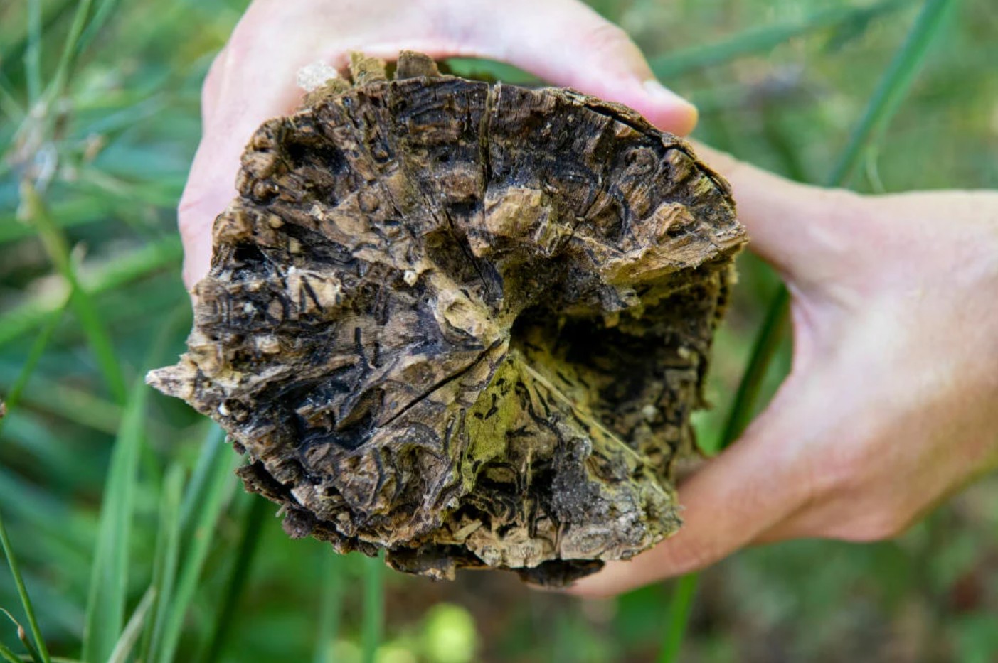 Invazivni hrošč Euwallacea fornicatus