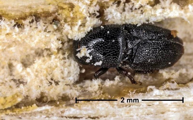 Invazivni hrošč Euwallacea fornicatus