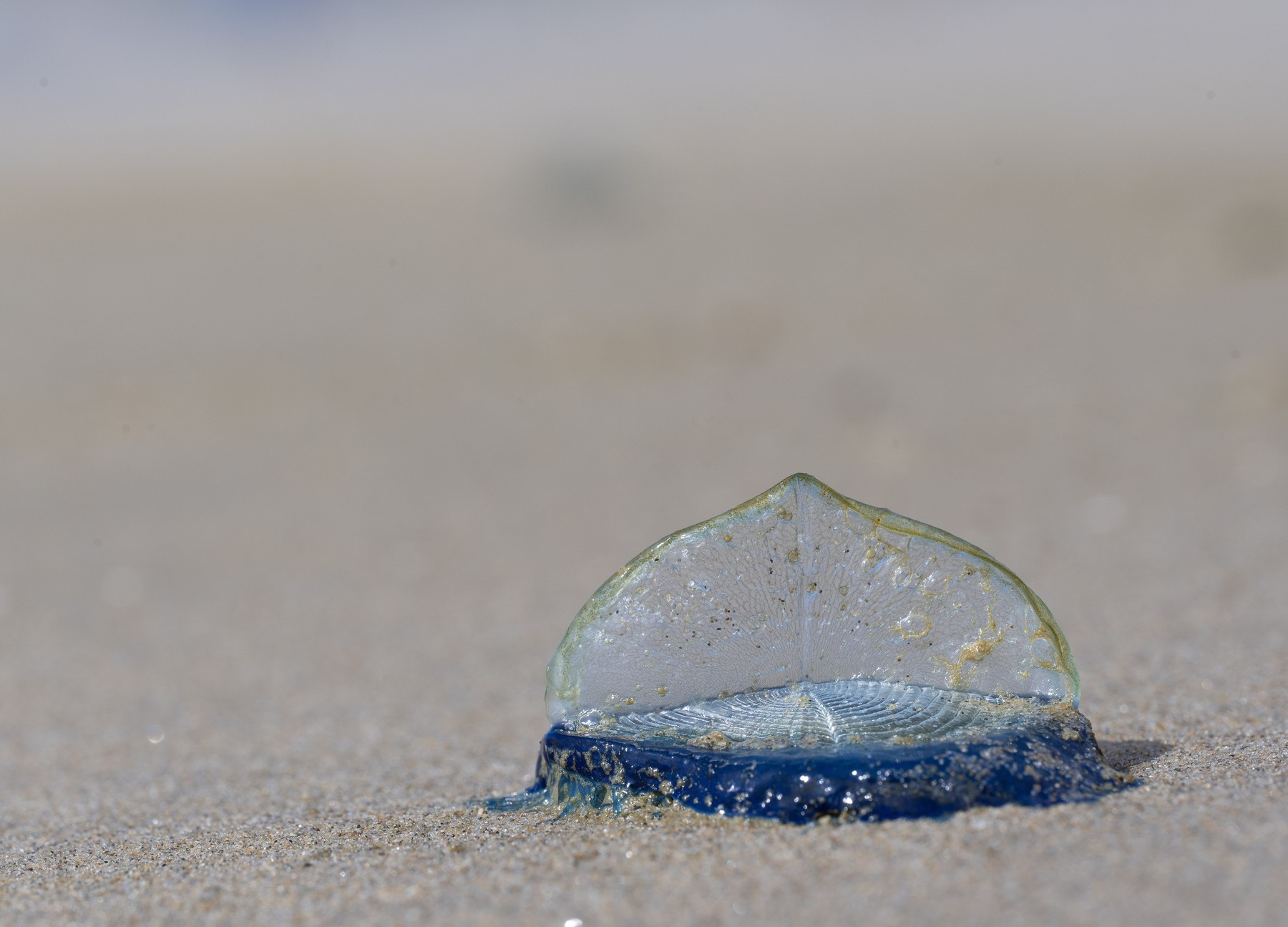 Velella velella