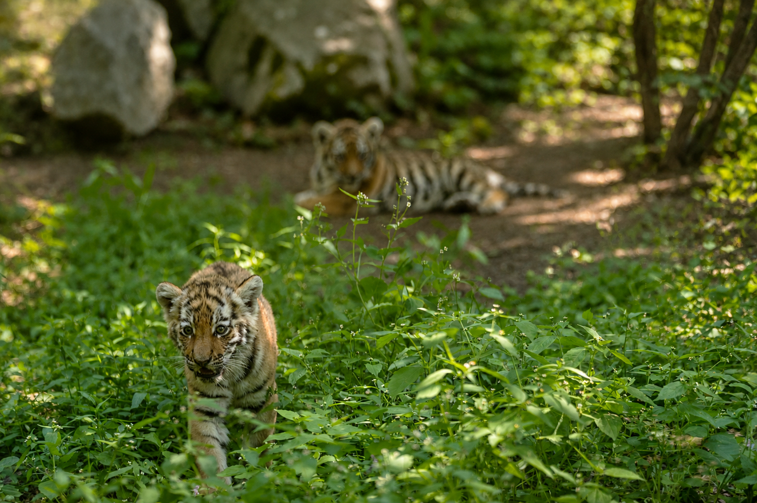 Tigrice v ljubljanskem živalskem vrtu