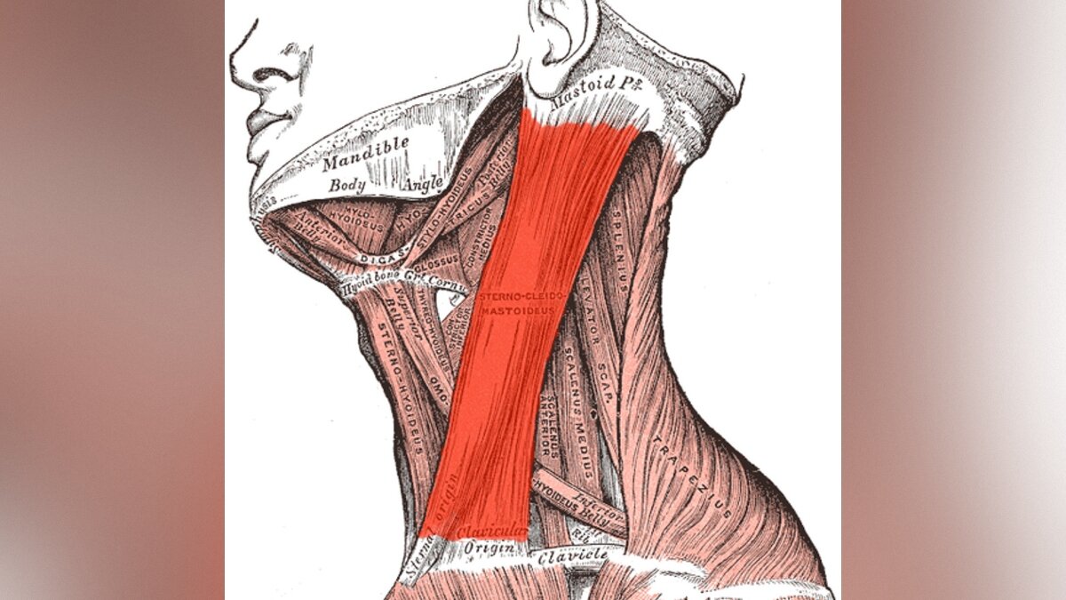 sternokleidomastoidna mišica
