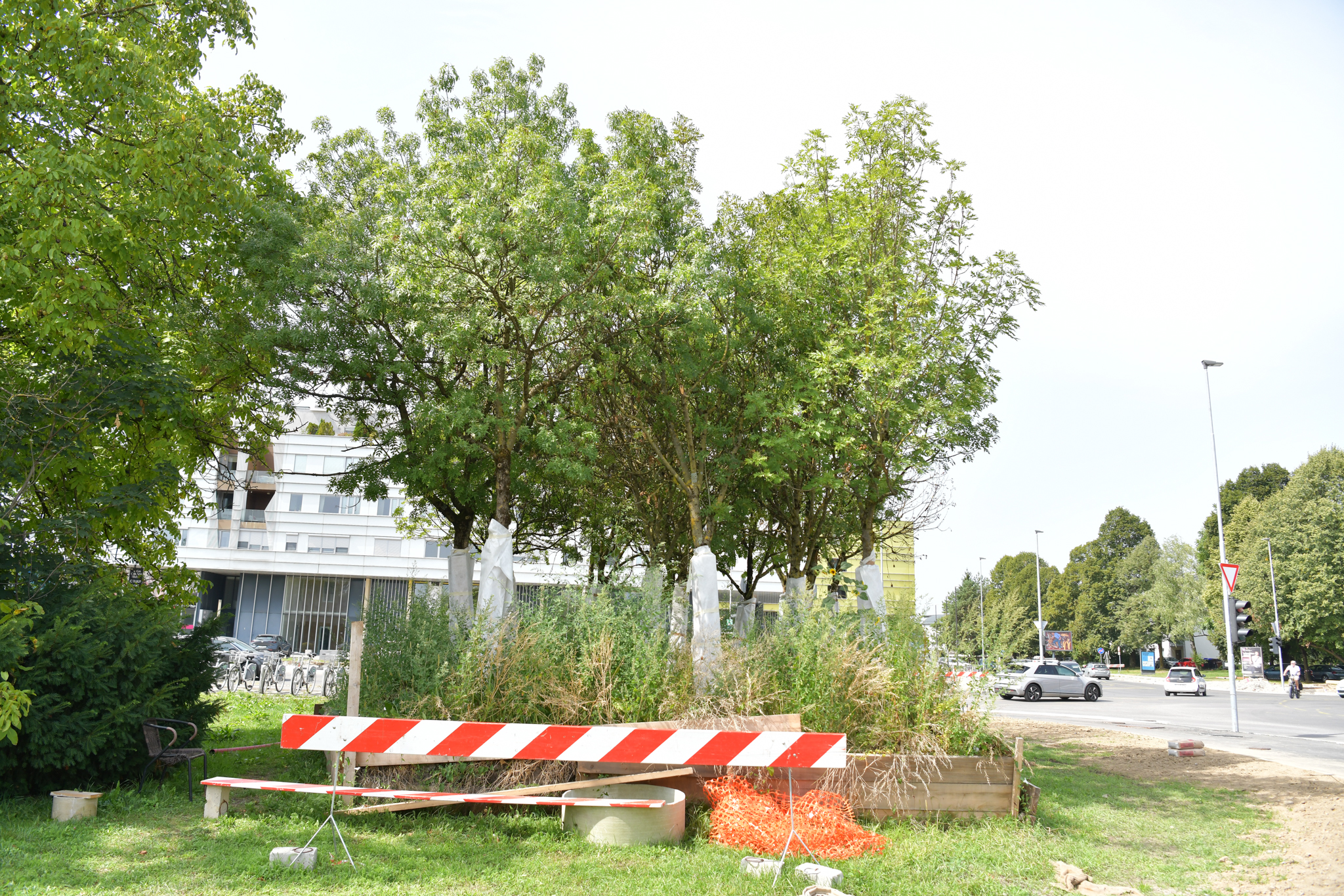 Presajena drevesa, obnova Barjanske ceste v Ljubljani