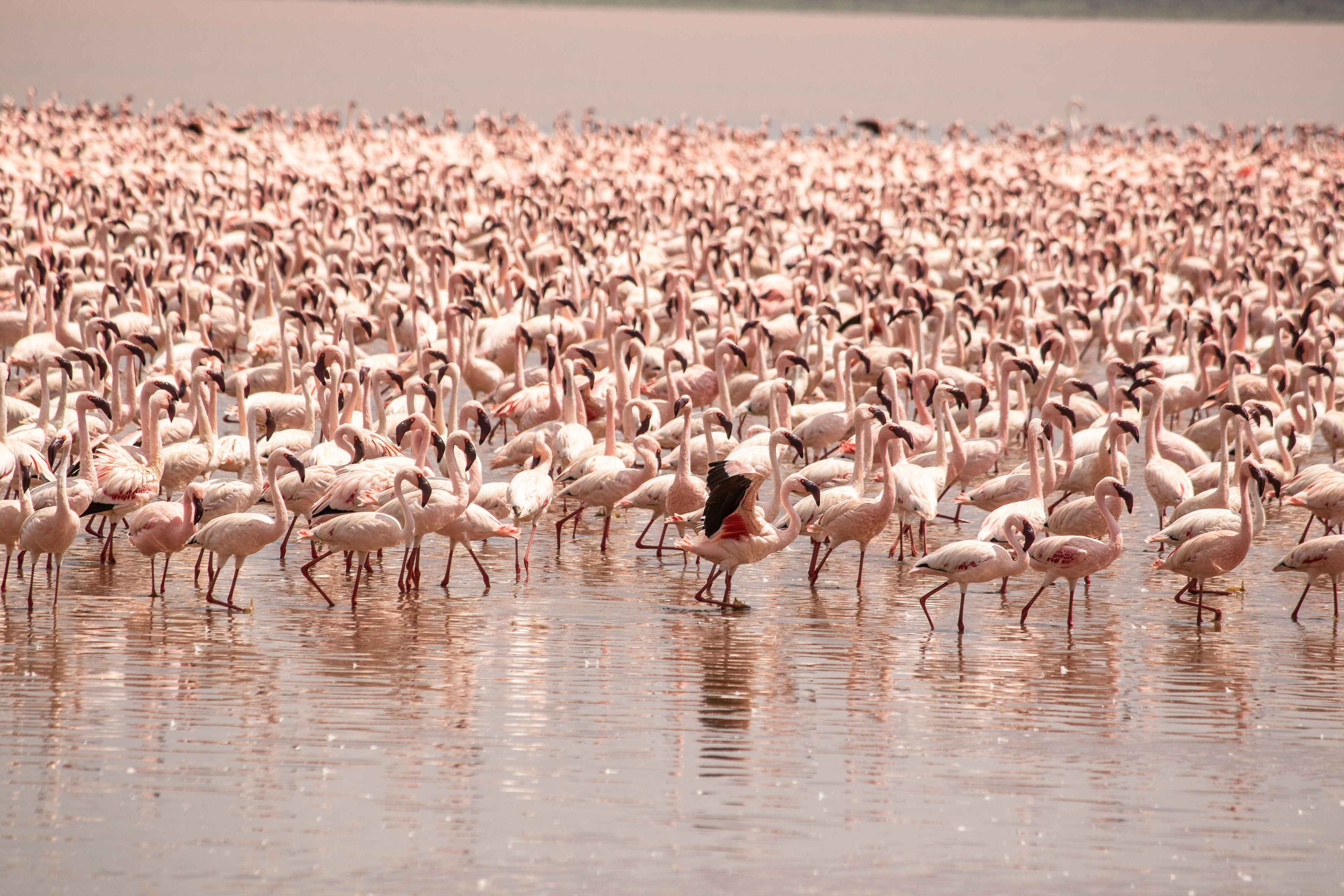 flamingi