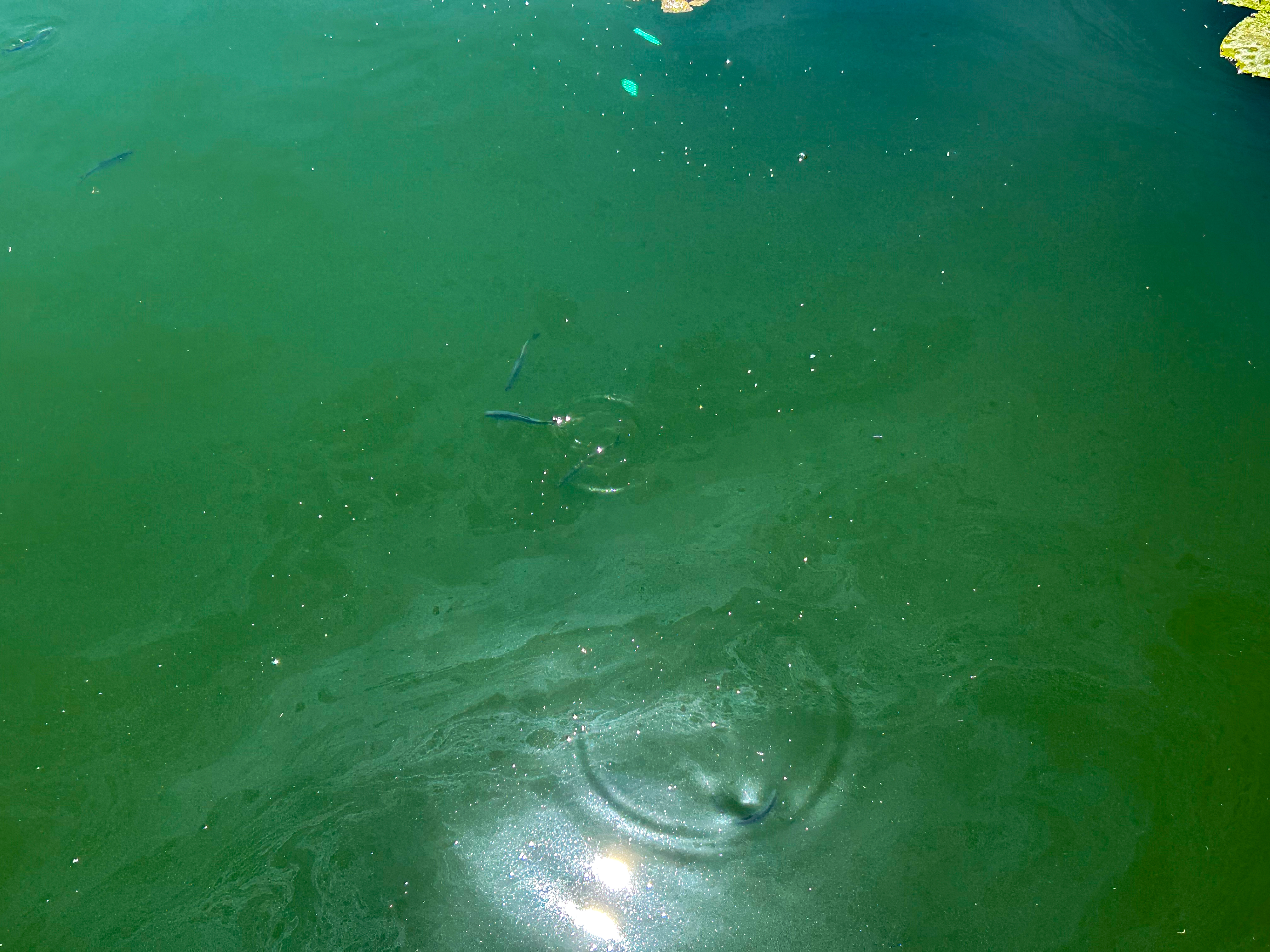 Podpeško jezero