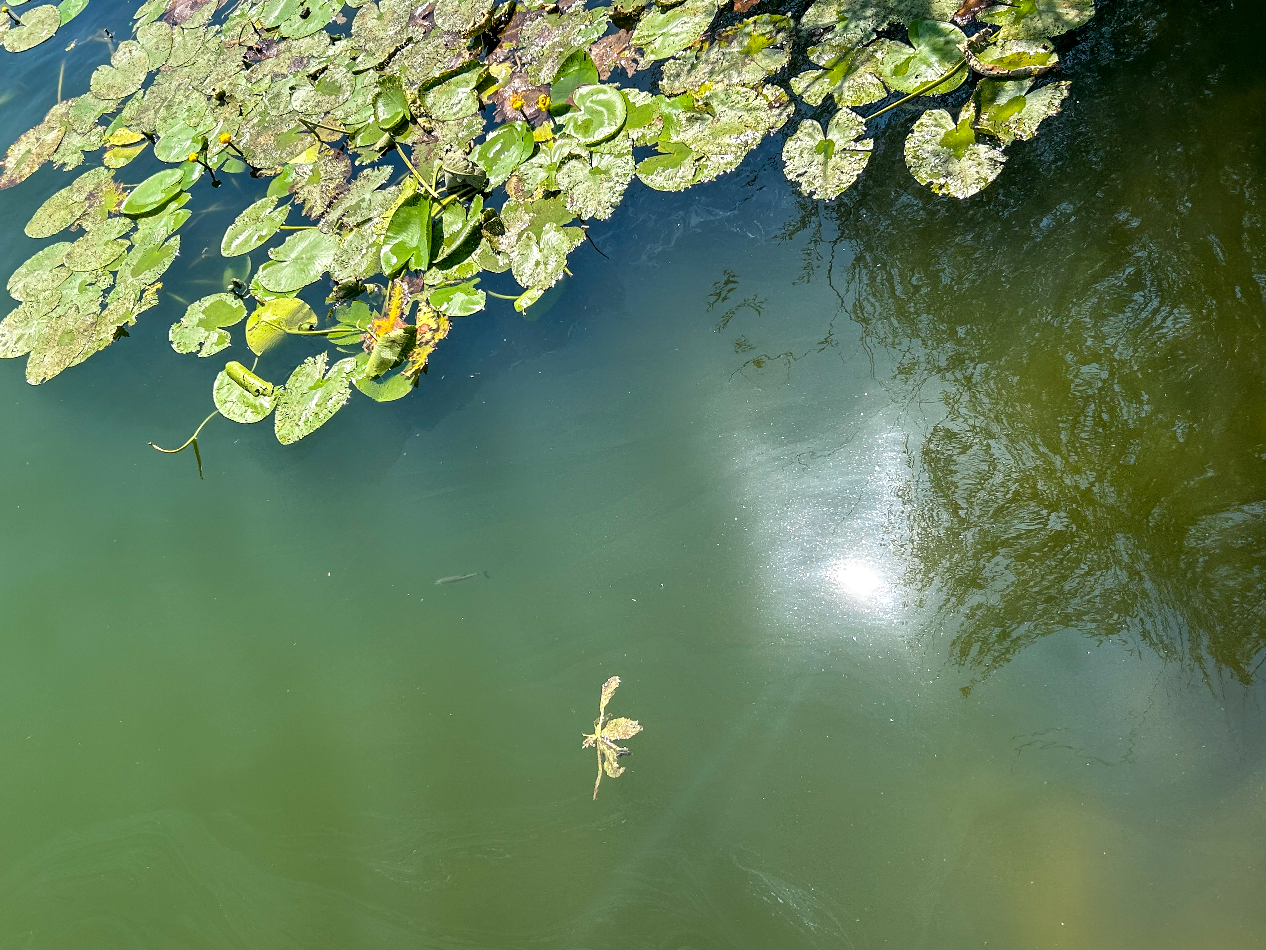 Podpeško jezero