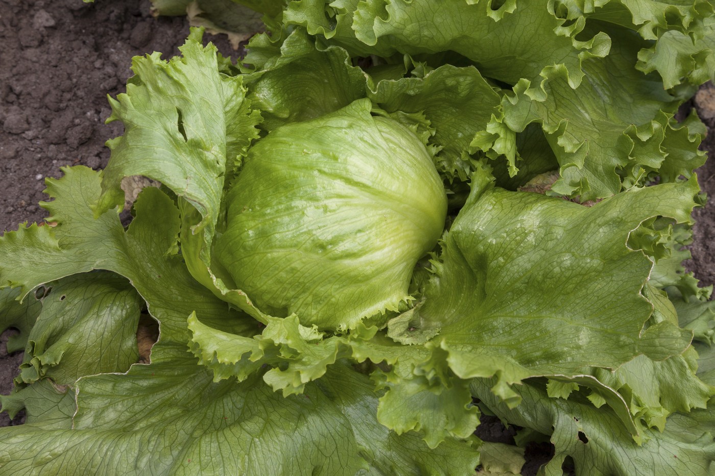 solata kristalka