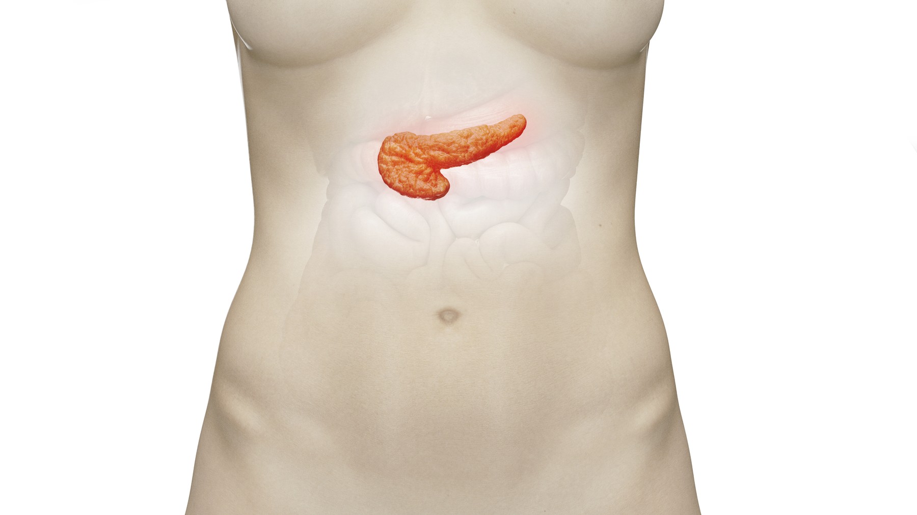 Illustration of the female pancreas