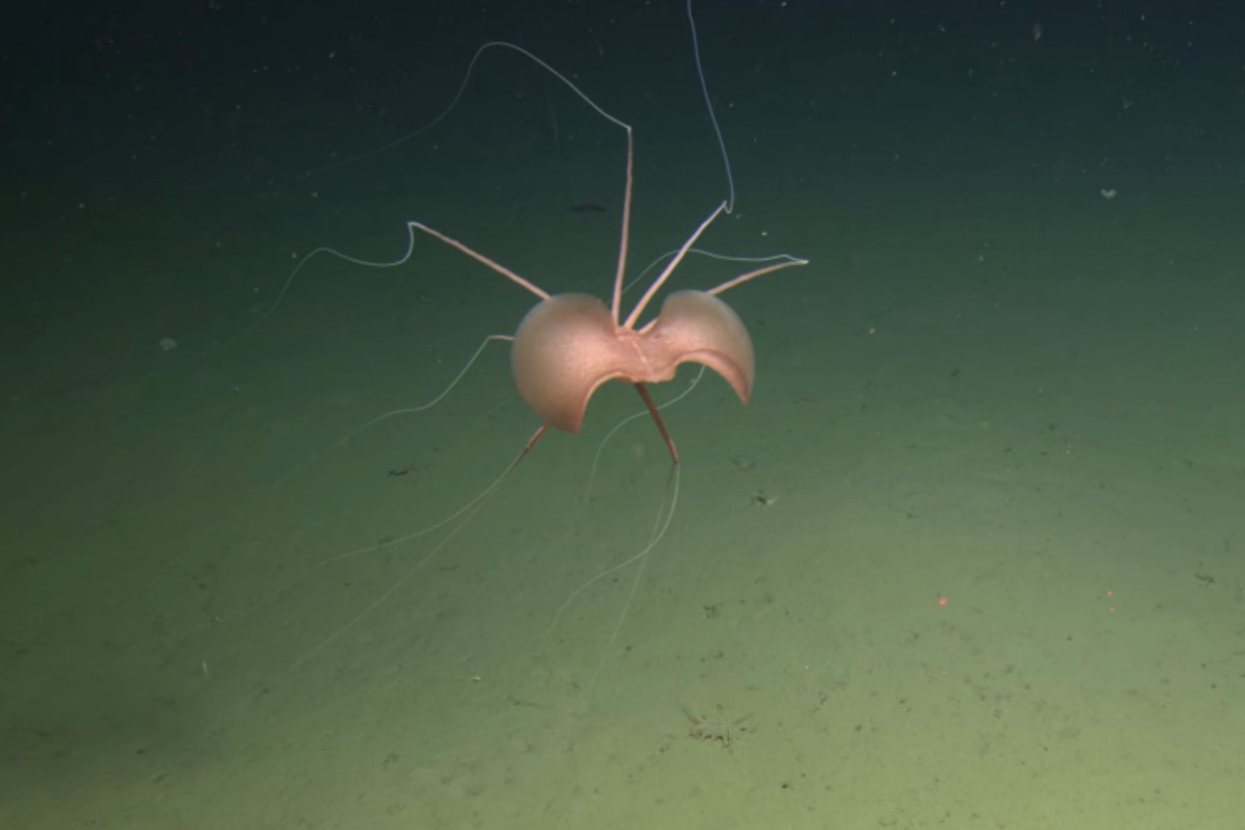 Velikoplavuti ligenj v Tihem oceanu
