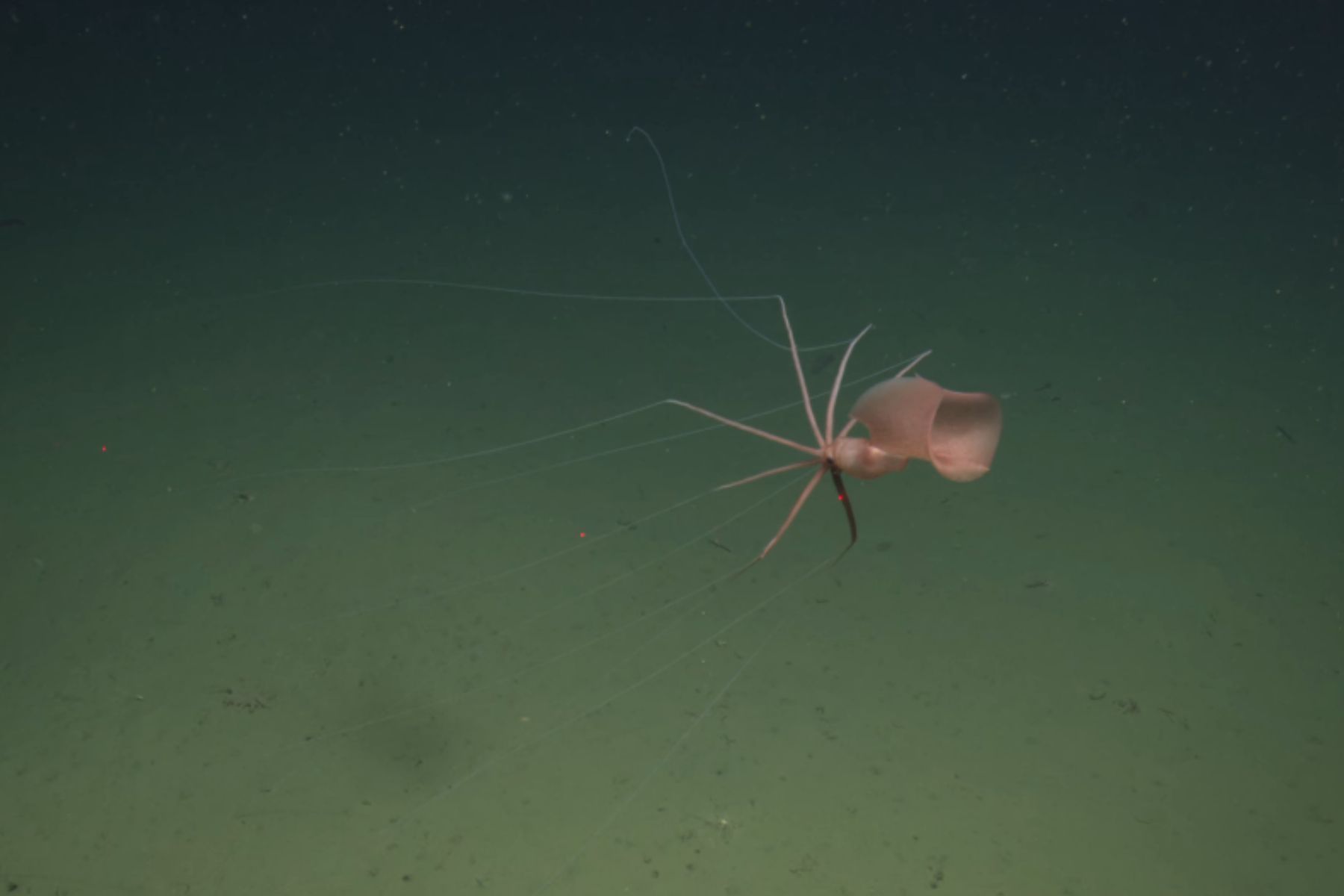 Velikoplavuti ligenj v Tihem oceanu