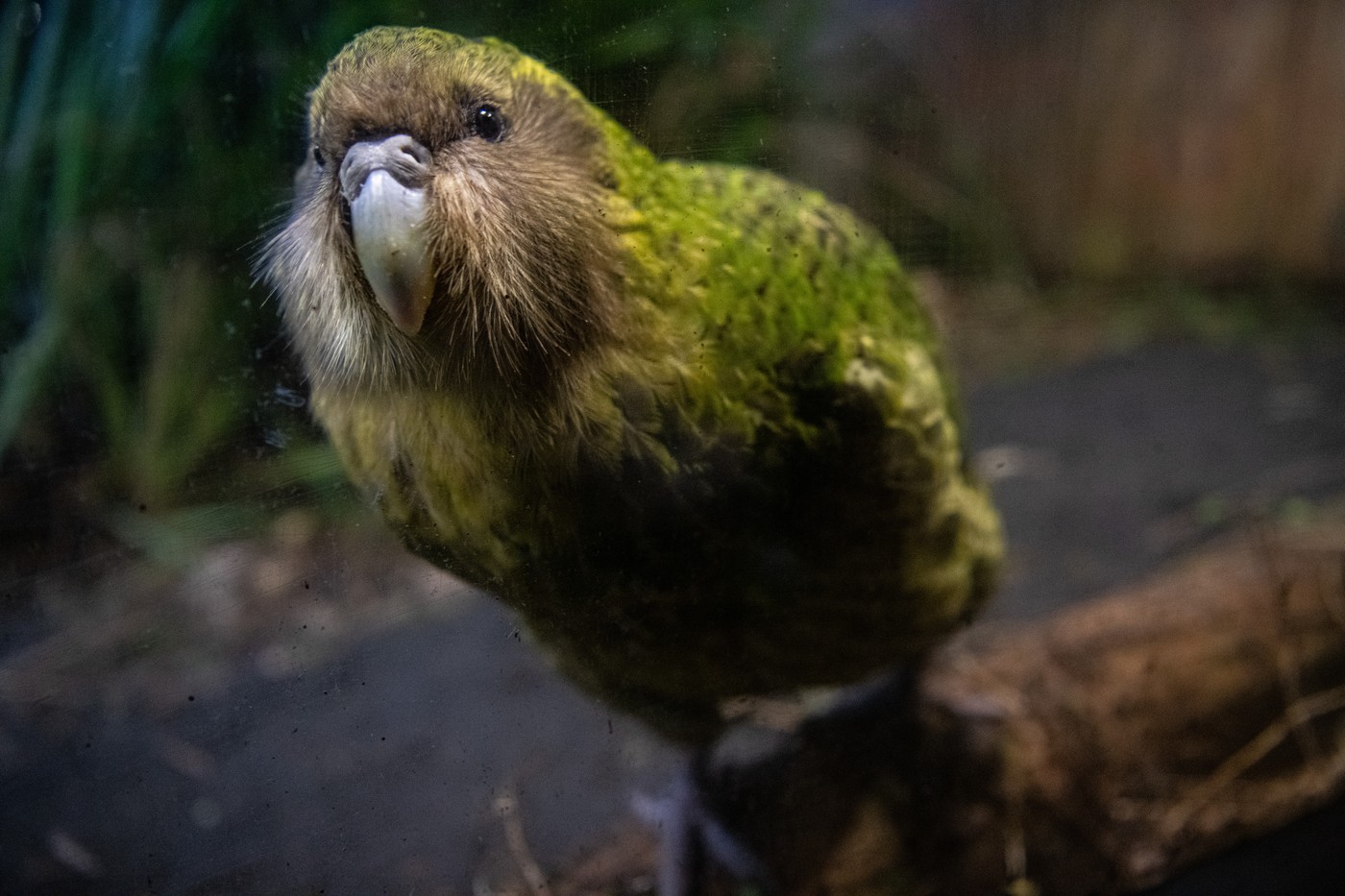 kakapo