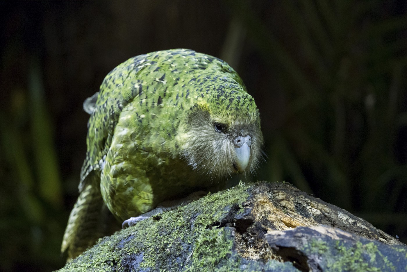 kakapo