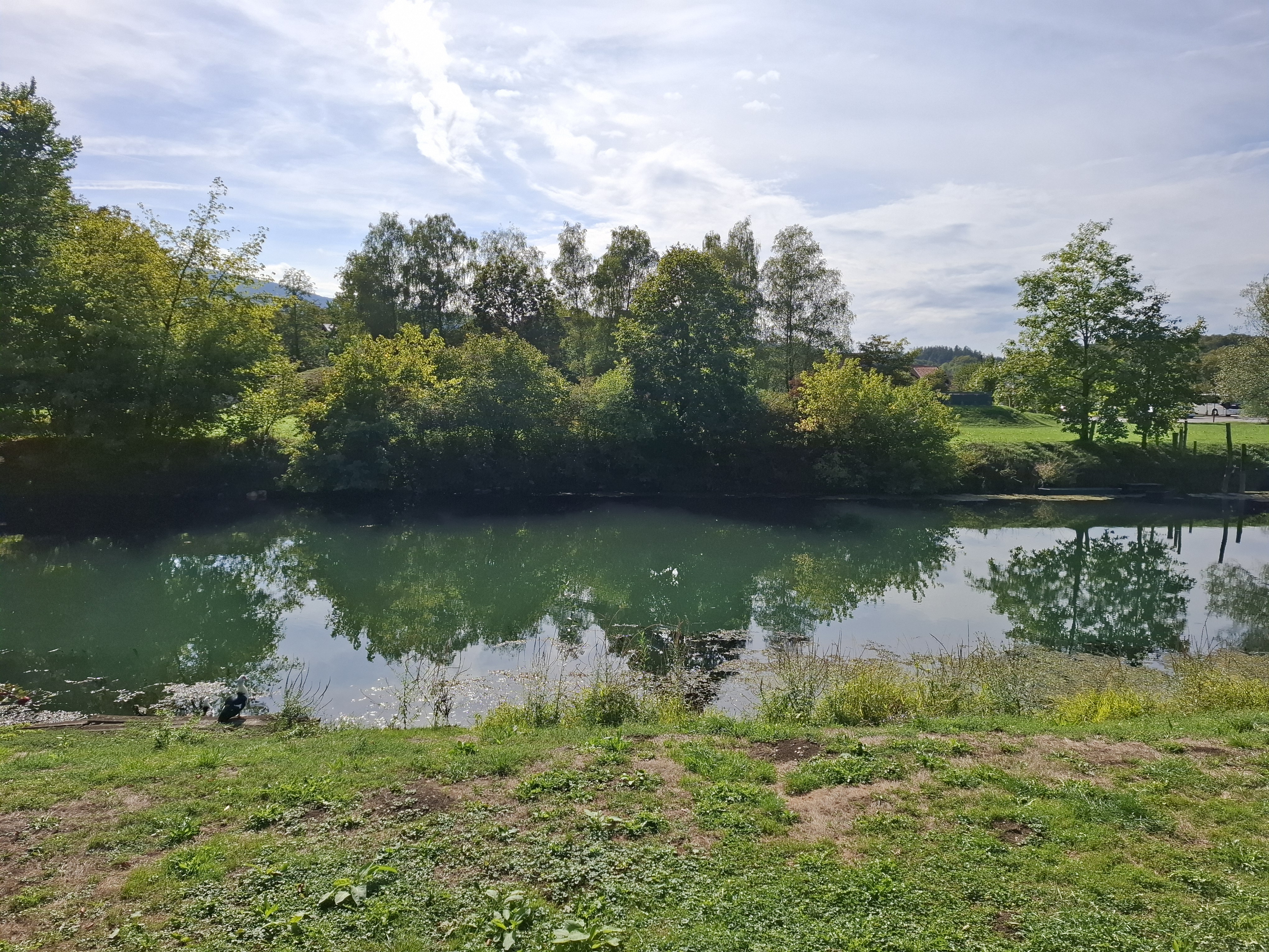 odrast, Kostanjevica na Krki, Krka
