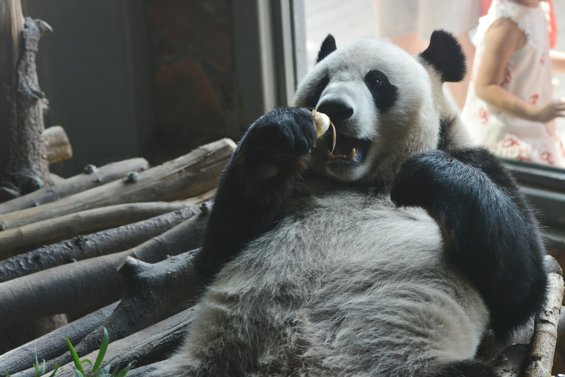 Veliki pandi na poti v ZOO Atlanta