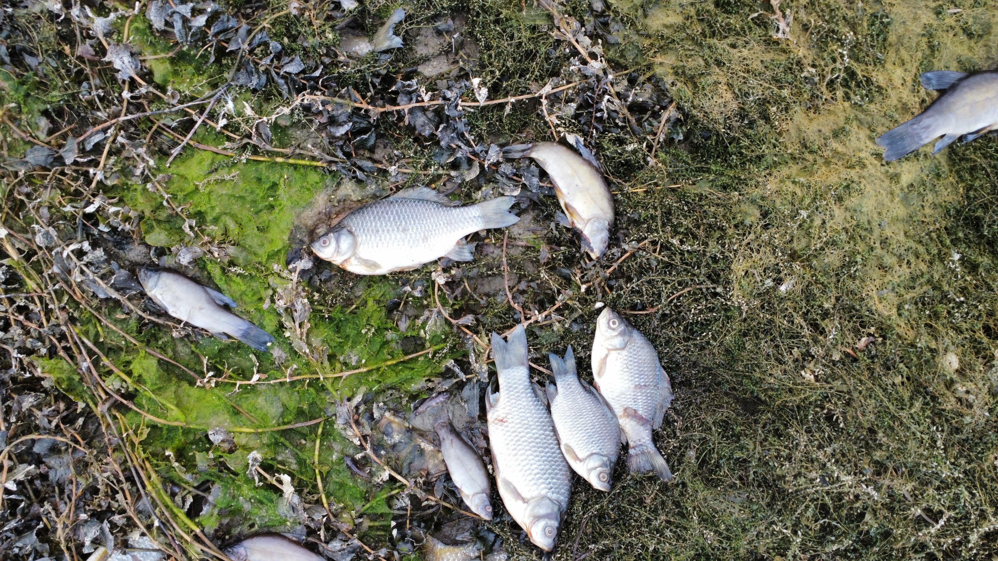 Pogin rib na Ormoškem jezeru
