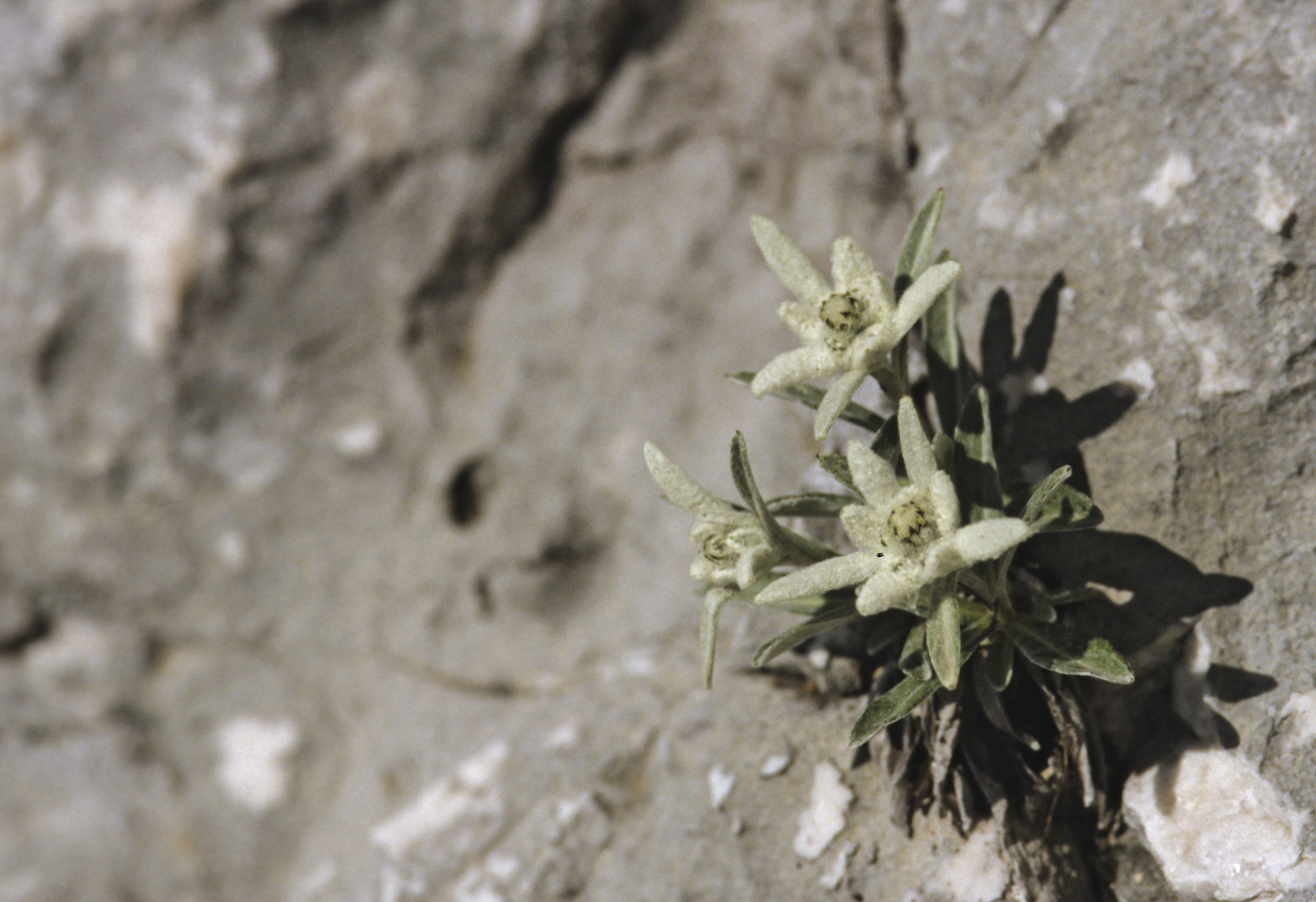 Asteraceae, edelweiss, daisy, Leontopodium alpinum, Slovenia, Triglav national park, flora, national park, plants, plants, triglav,Image: 1113463479, License: Royalty-free, Restrictions: , Model Release: no