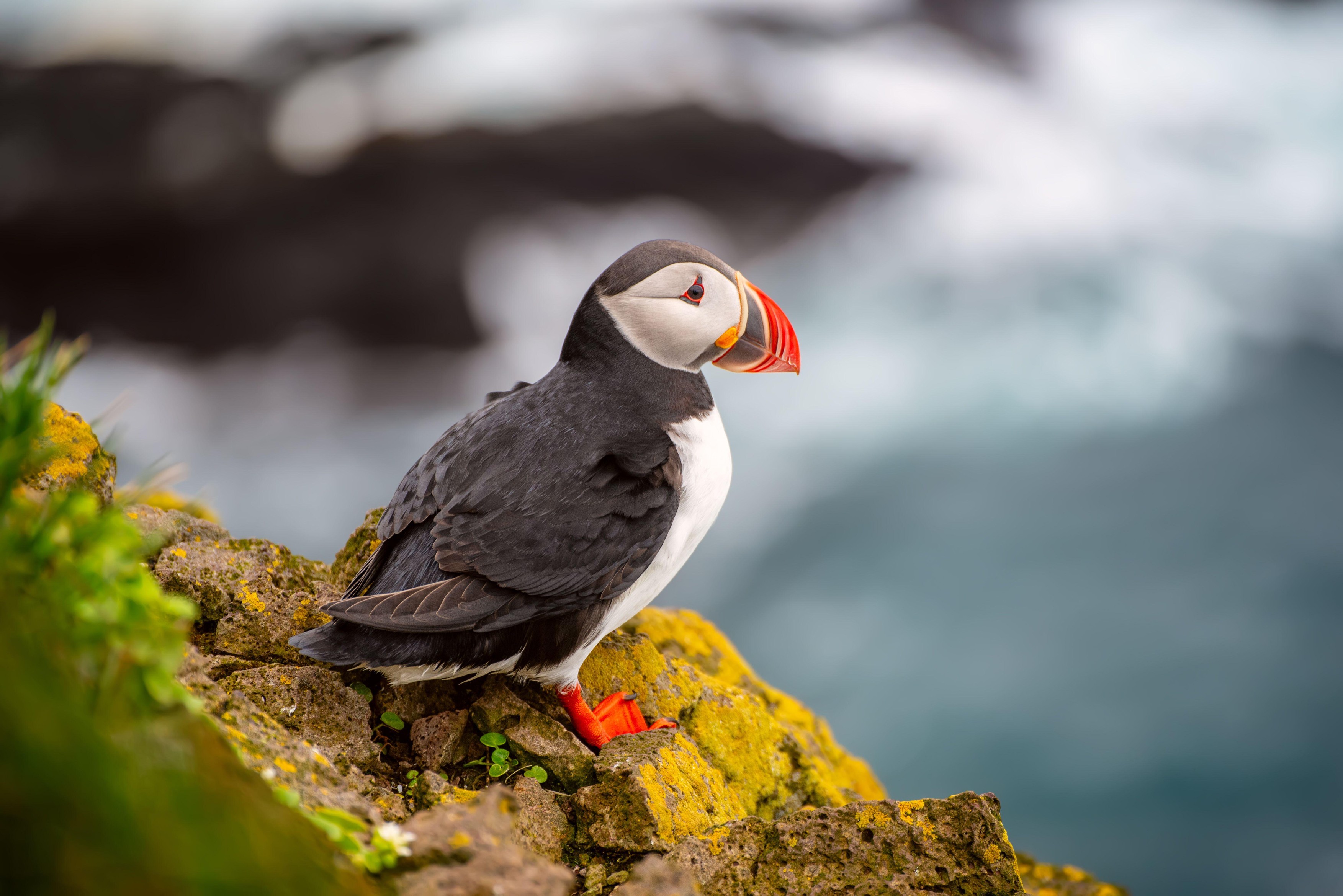 puffin