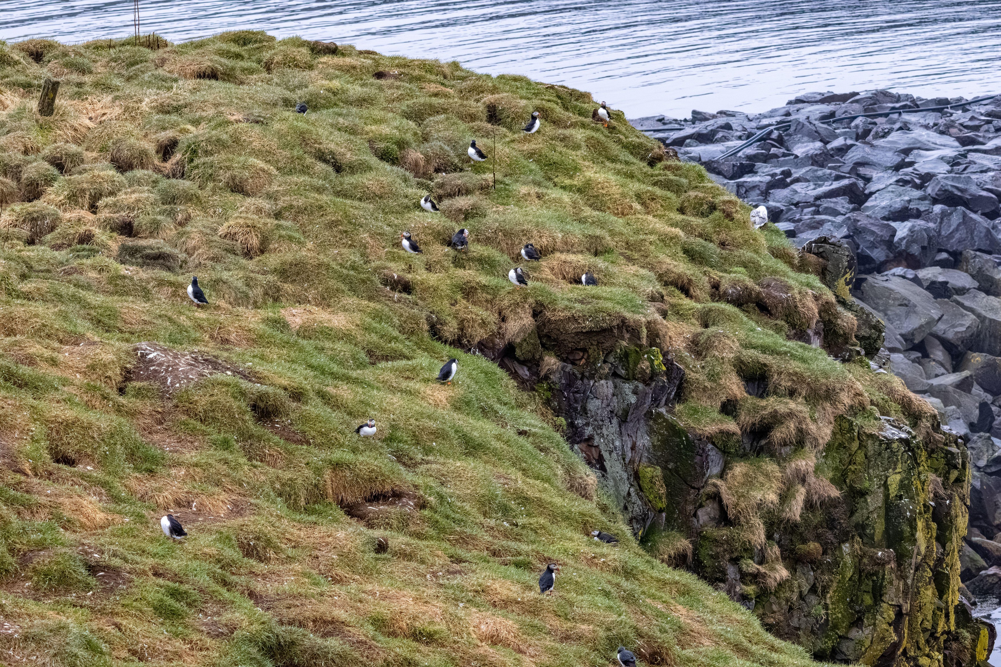 Puffin
