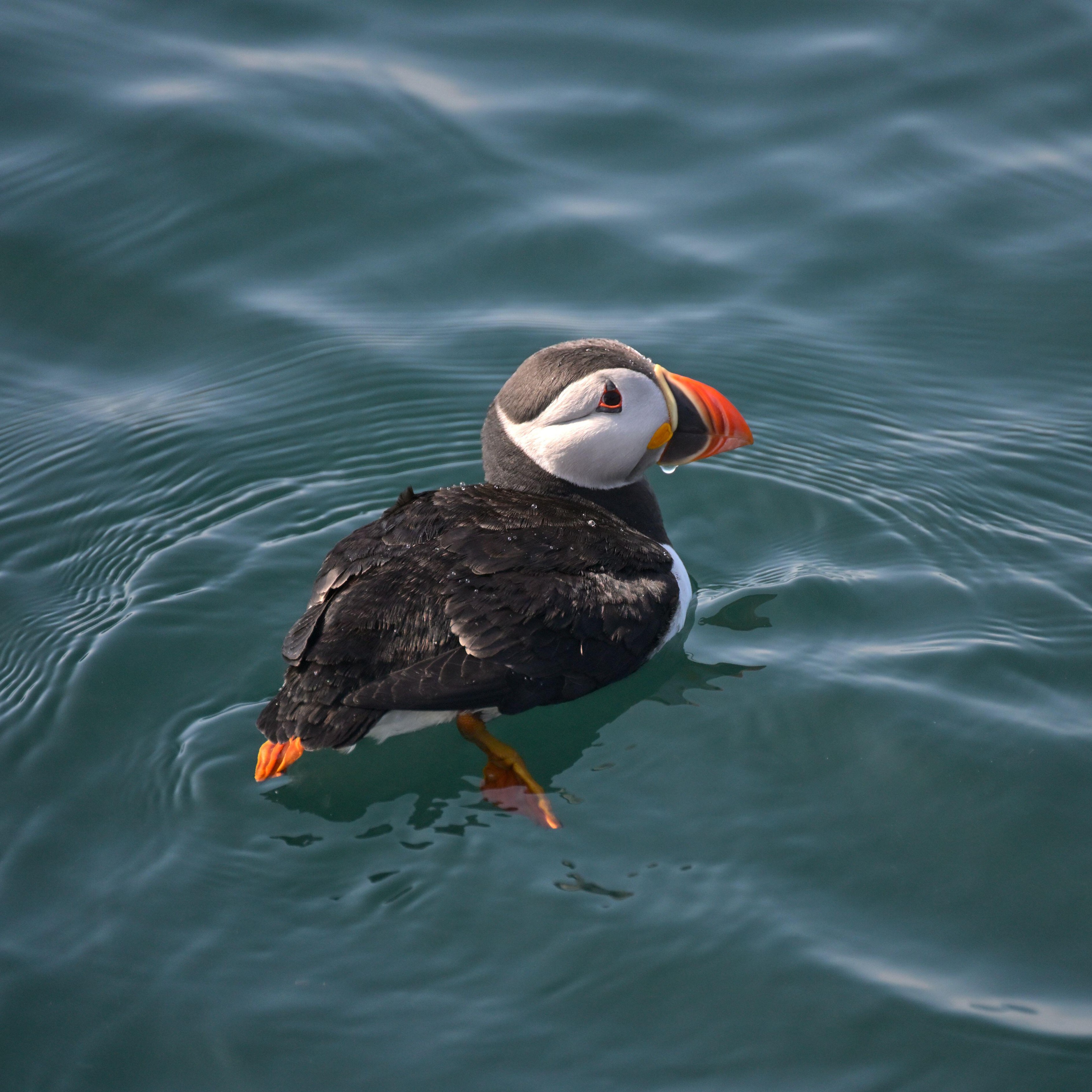 puffin, mormon