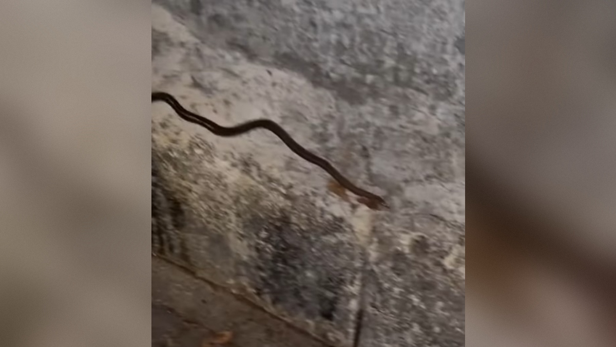 kača v Zagrebu