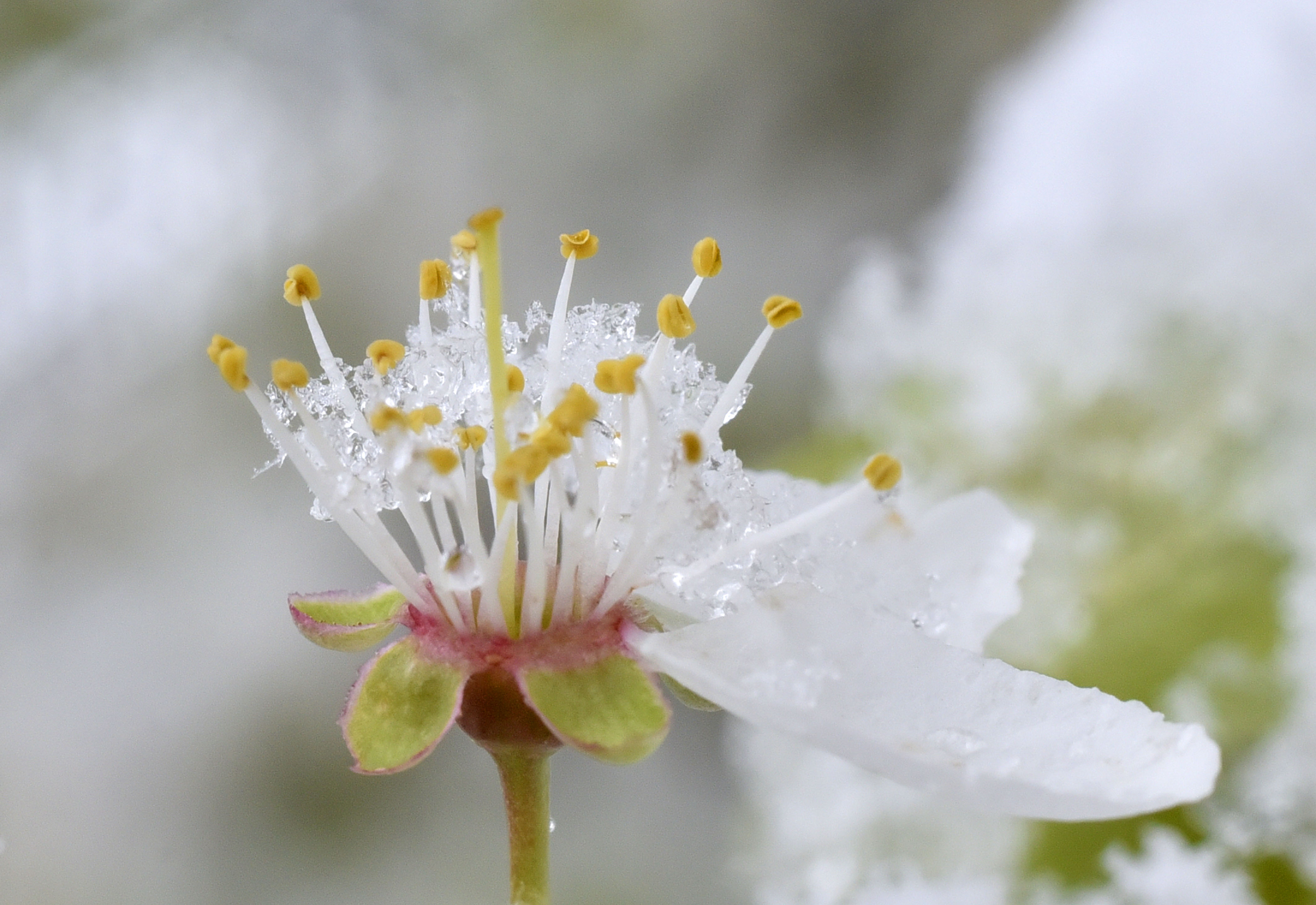 Cvetovi sadno drevje sneg