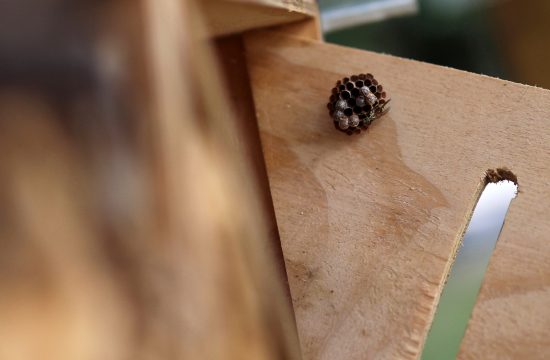 Čebele v lesenem hotelu za čebele