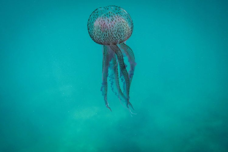 meduza mesečinka