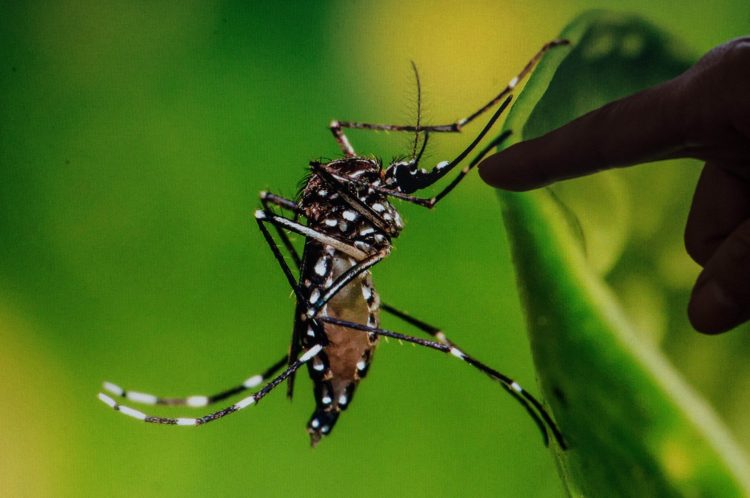 Komarji ščitarji oziroma aedes egypti prenašajo številne bolezni