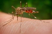 Komarji vrste Aedes Japonicus