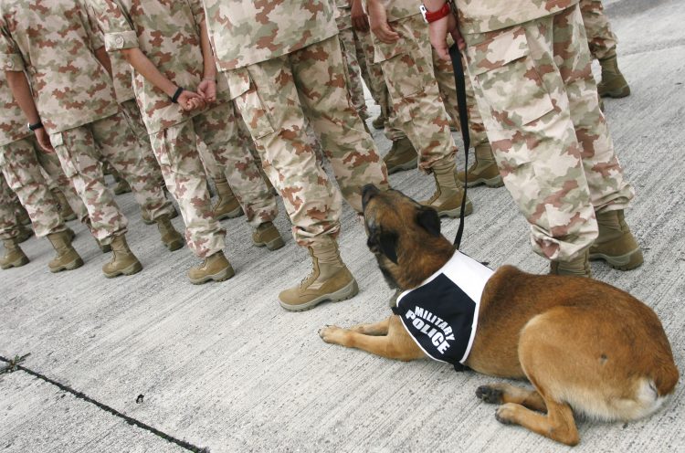 vojaški pes