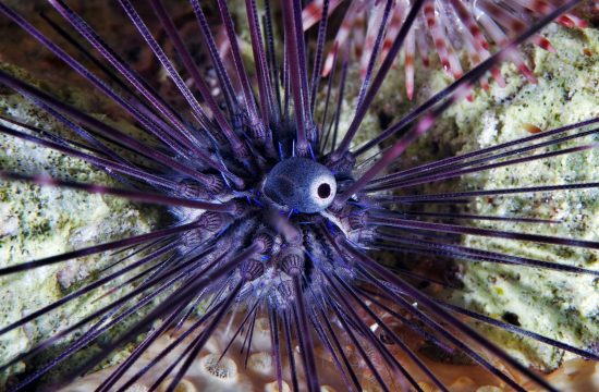 morski ježek