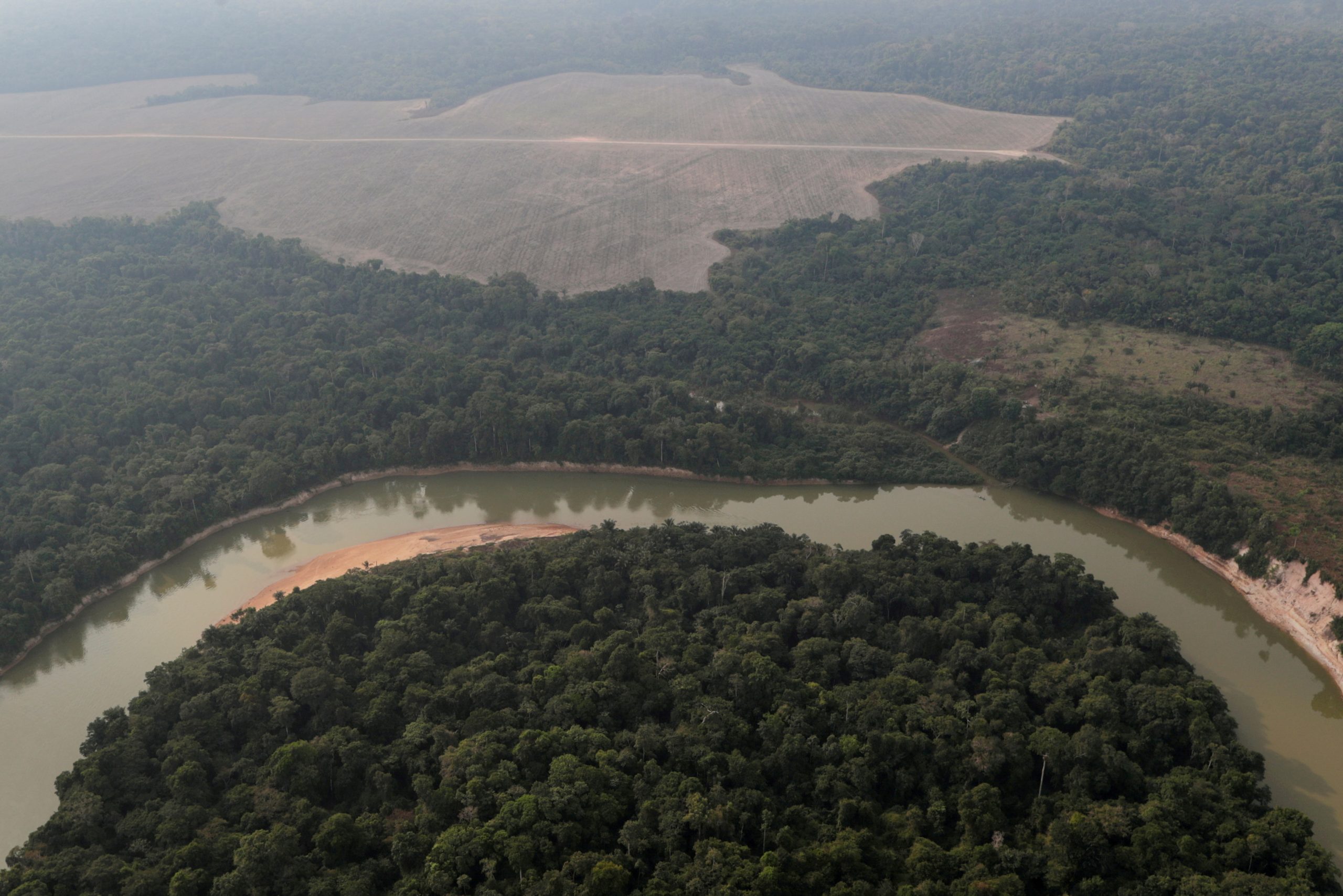 amazonija, amazonski gozd