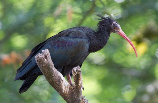 Plešasti ibis