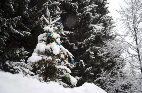 Zasneženo božično novoletno drevesce
