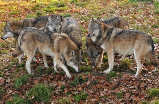 Trop volkov: živalski vrt