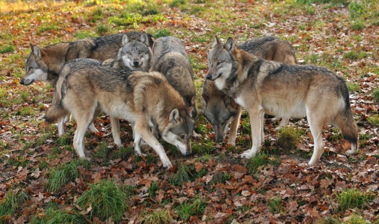 Trop volkov: živalski vrt